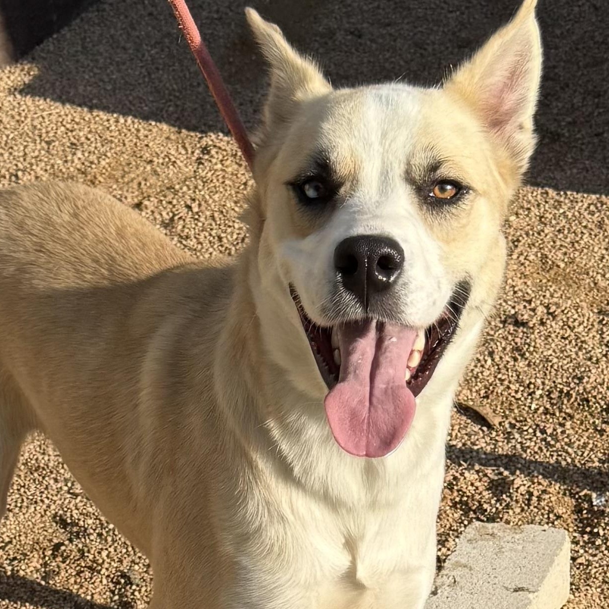 Winter, a Adoptable mixed breed in Altamont , NY image 1/4