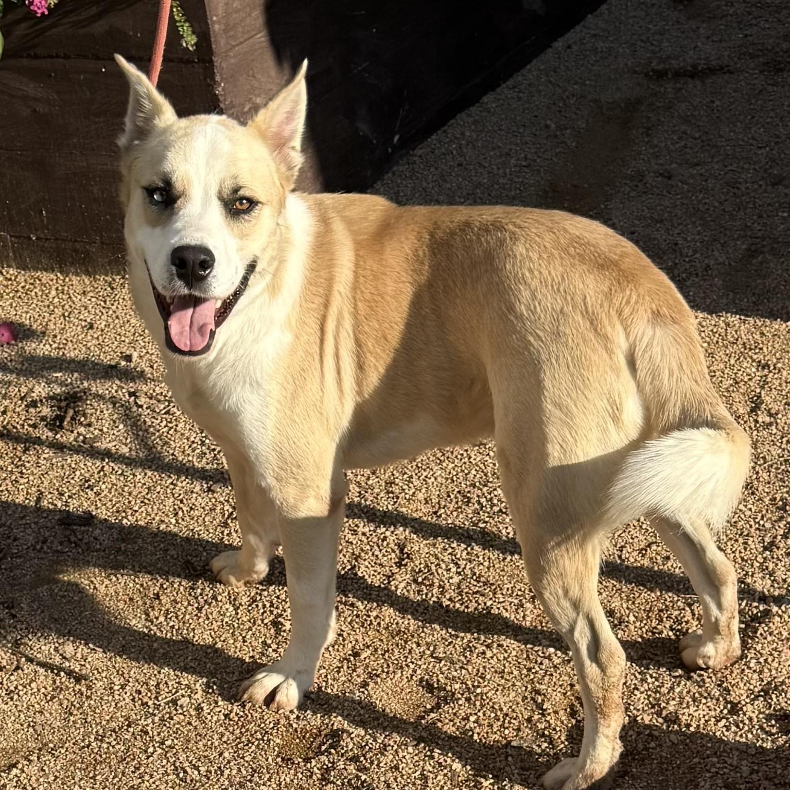 Winter, a Adoptable mixed breed in Altamont , NY image 3/4