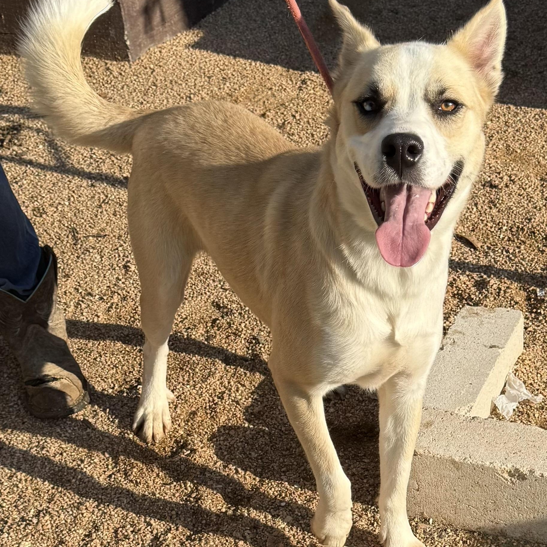 Winter, a Adoptable mixed breed in Altamont , NY image 4/4
