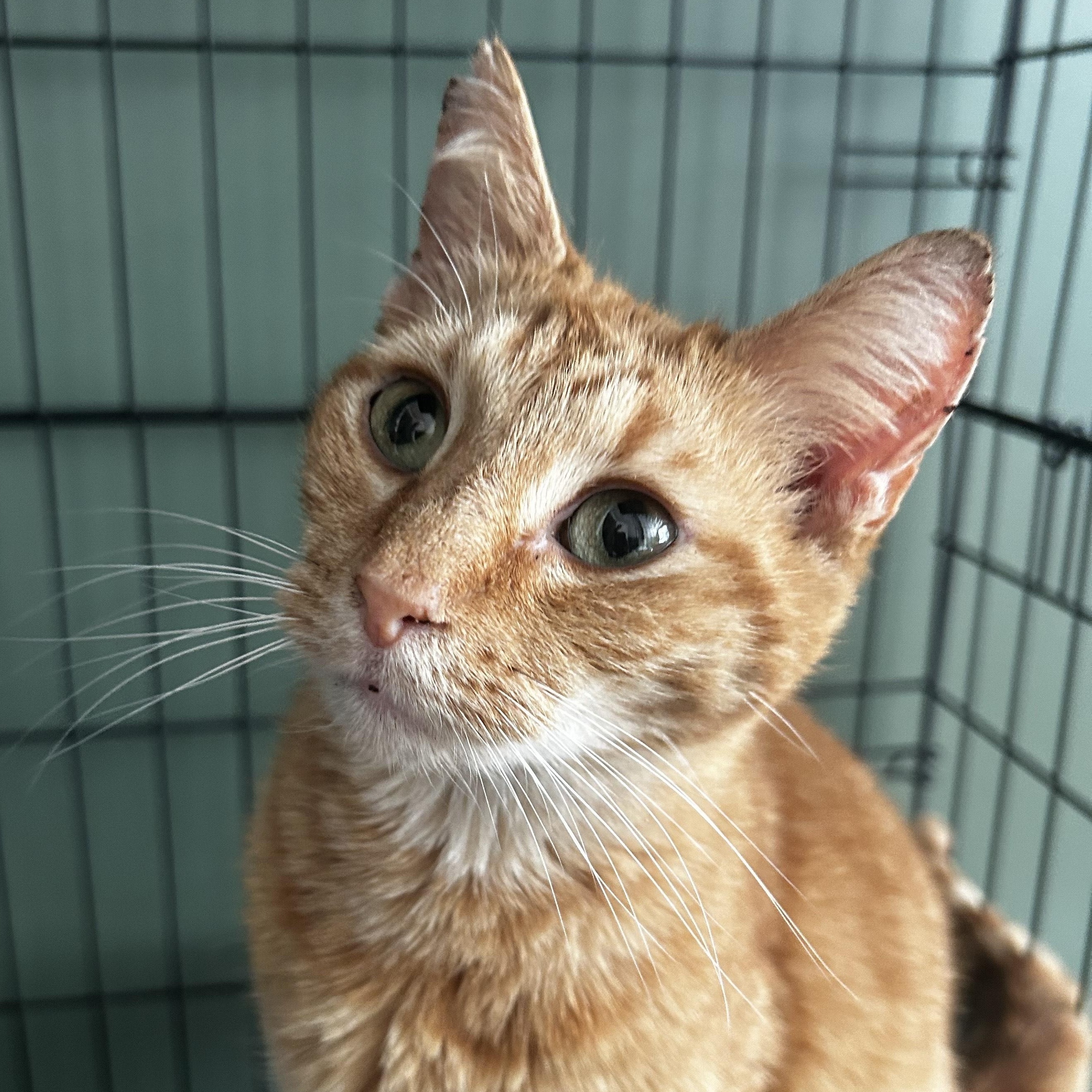 The Library of Alexandria circa Ptolemaic Period, 330 BC (aka Alexandria), Adopted, Adult Female Domestic Short Hair.