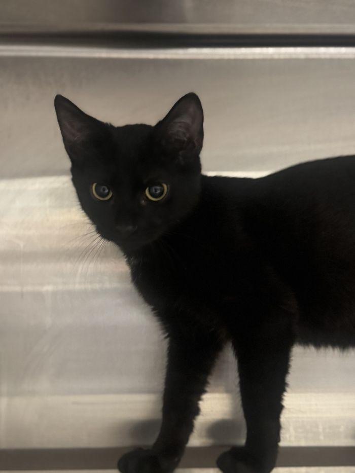 Gomez, Adoptable, Young Male Domestic Short Hair.
