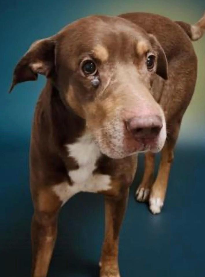 Dasher (BEST Companion Ever), ADOPTABLE, Adult Male Doberman Pinscher.