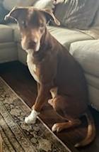 Enlarge Dasher (BEST Companion Ever), a ADOPTABLE mixed breed in Newfoundland, PA image 4/5