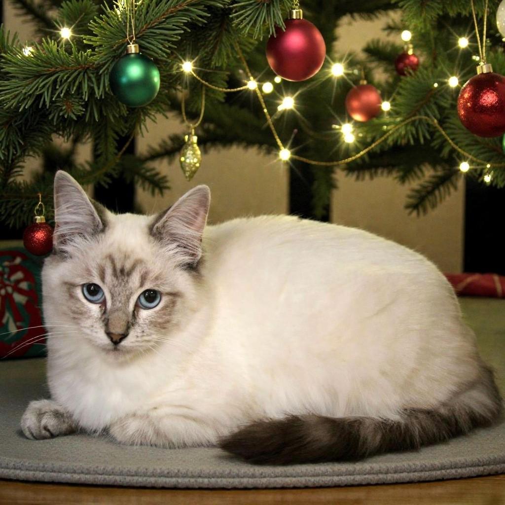 Cello , adopted, Kitten Male Siamese & Domestic Long Hair.