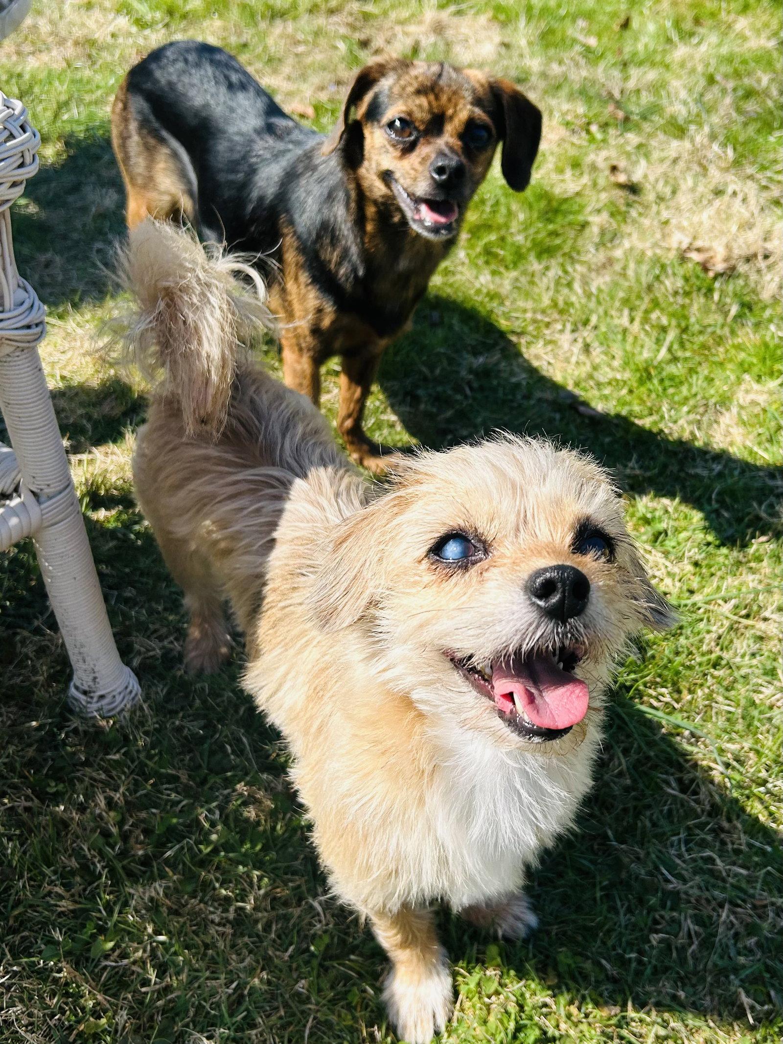 Sadie, Adoptable, Young Female Brussels Griffon & Terrier.