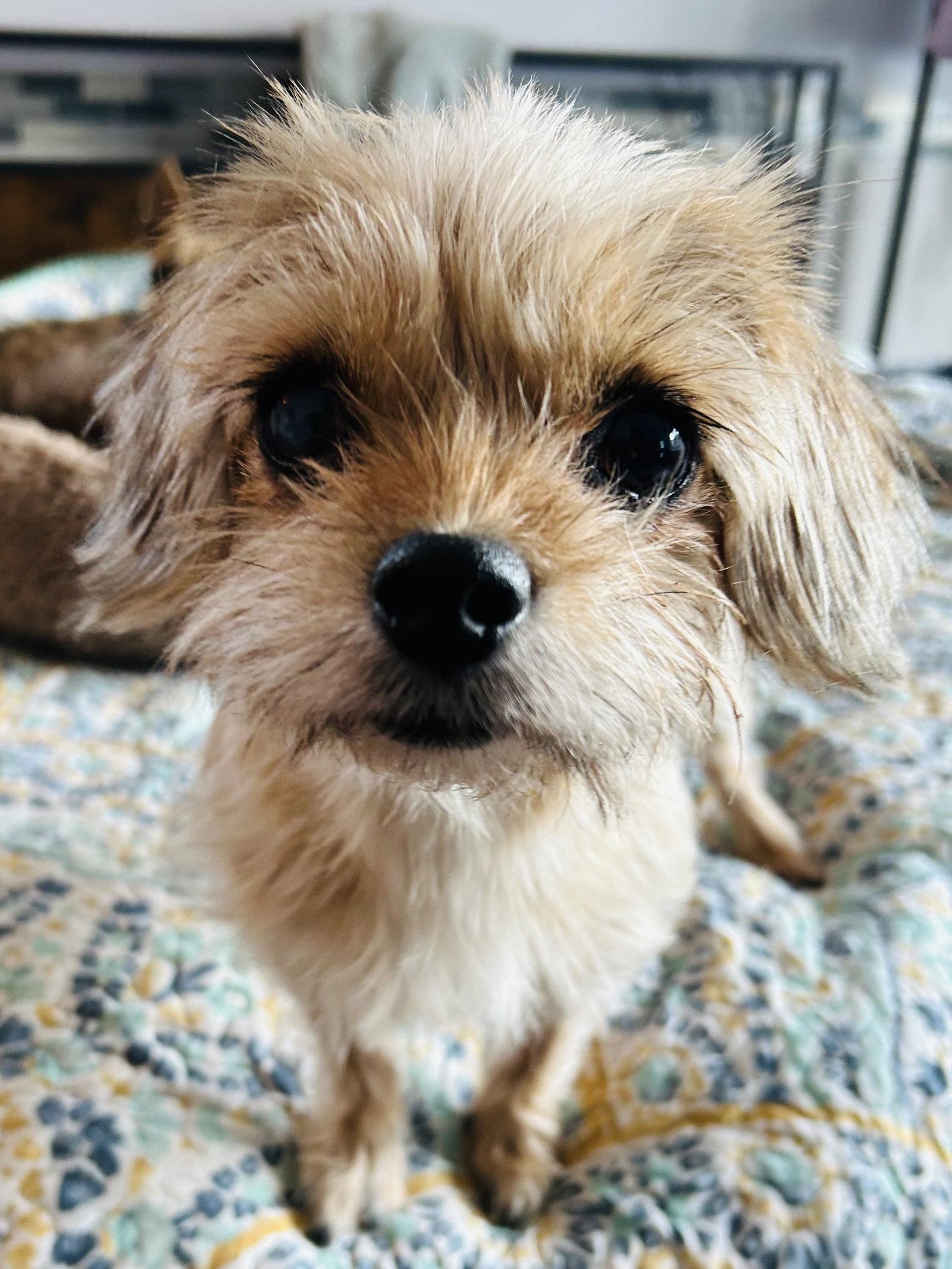 Enlarge Sadie, a Adoptable mixed breed in Elizabethtown, PA image 2/3