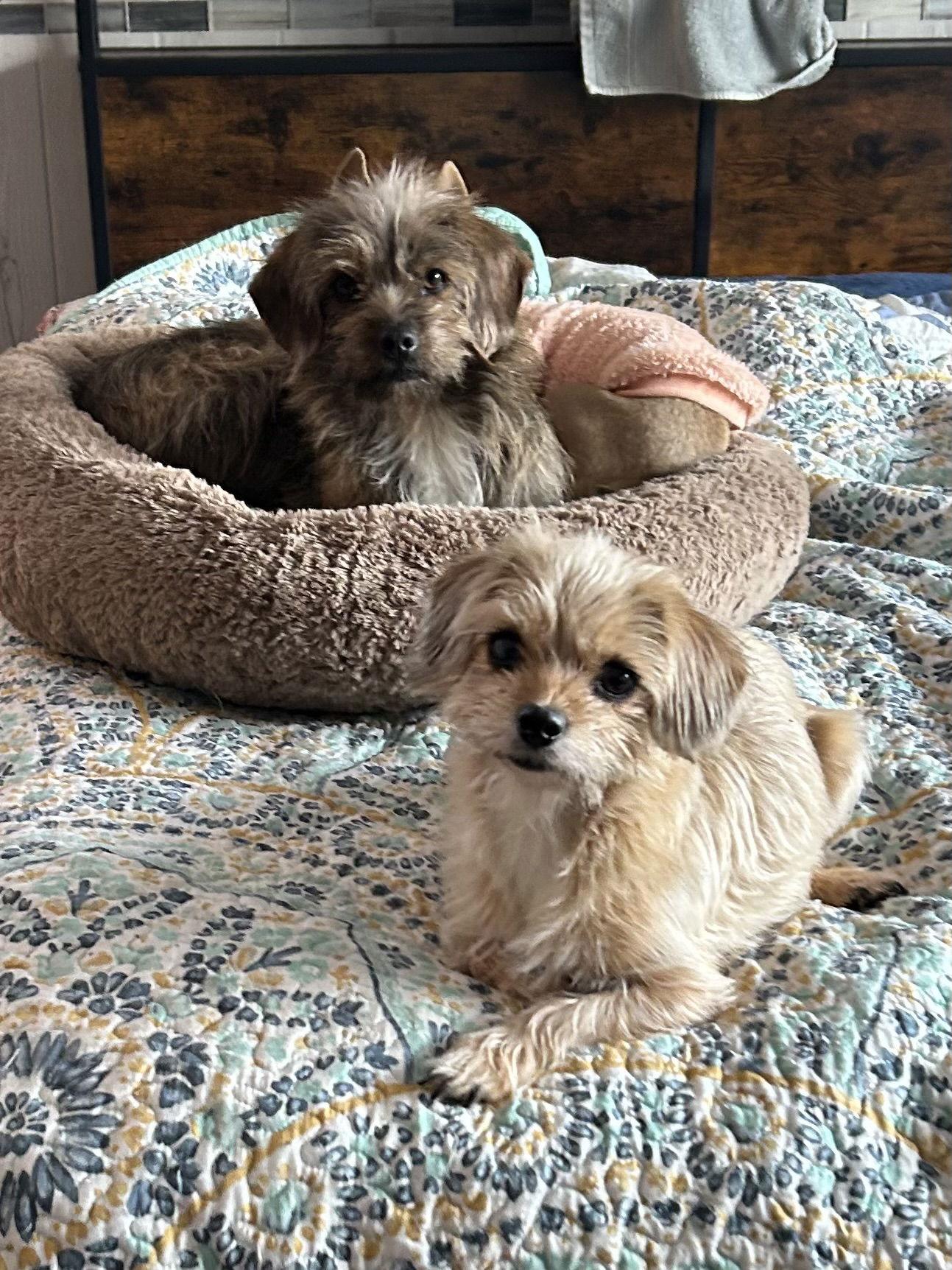 Sadie, Adoptable, Young Female Brussels Griffon & Terrier.