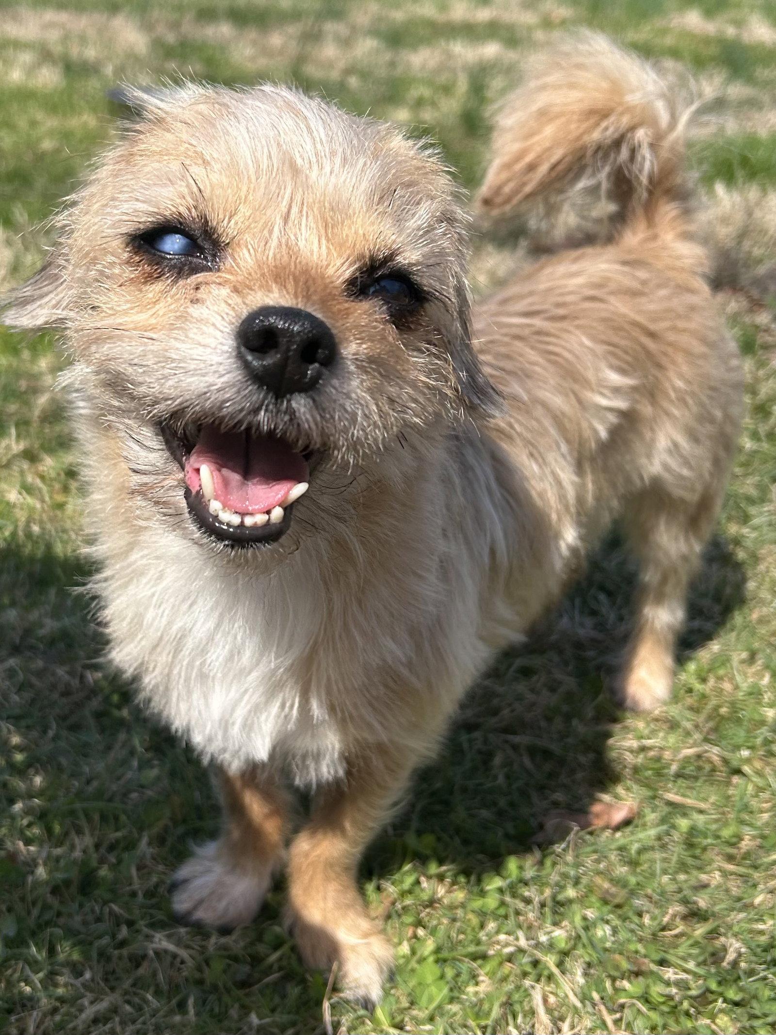 Enlarge Sadie, a Adoptable mixed breed in Elizabethtown, PA image 3/3