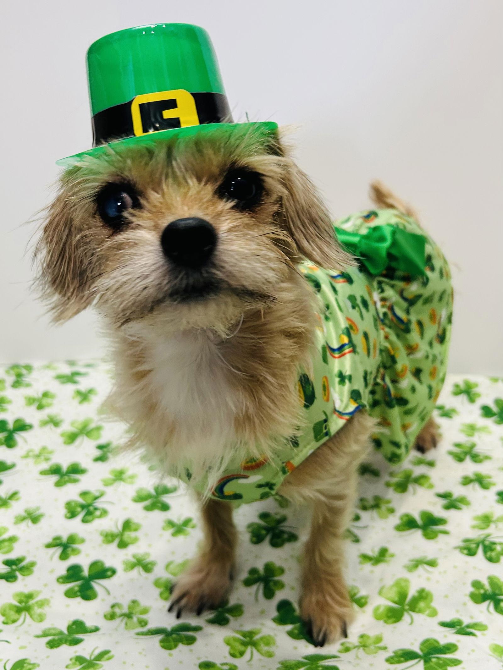 Enlarge Sadie, a Adoptable mixed breed in Elizabethtown, PA image 2/3