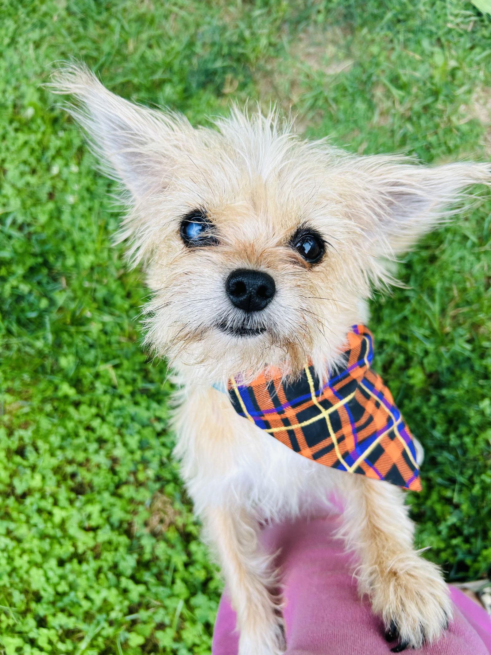 Enlarge Sadie, a Adoptable mixed breed in Elizabethtown, PA image 3/3