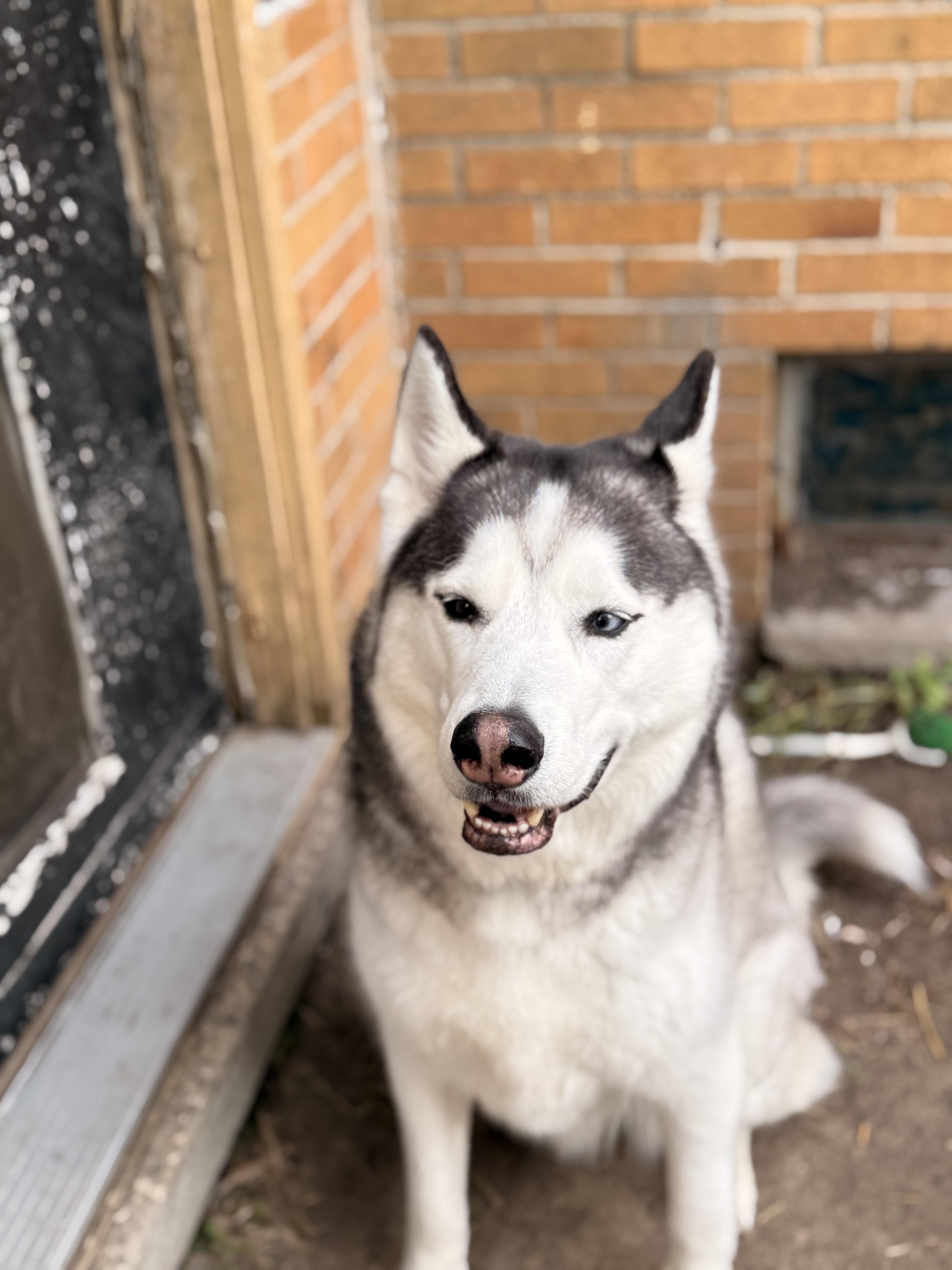 Bandit, a ADOPTABLE mixed breed in Waterford, MI image 1/5