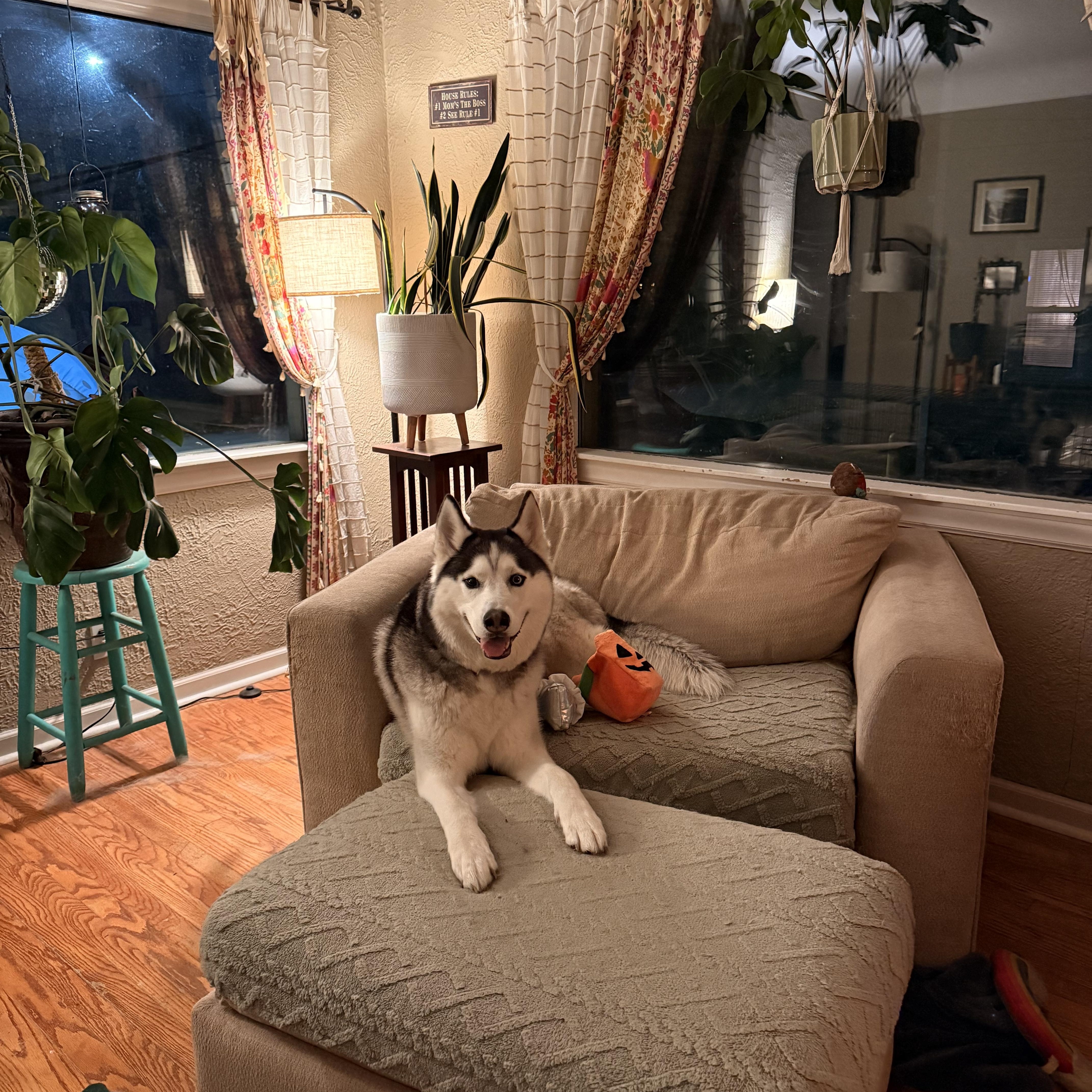 Bandit, a ADOPTABLE mixed breed in Waterford, MI image 2/5