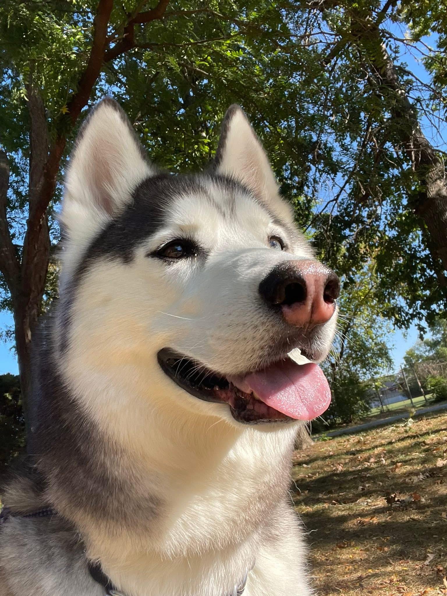 Bandit, a ADOPTABLE mixed breed in Waterford, MI image 3/5