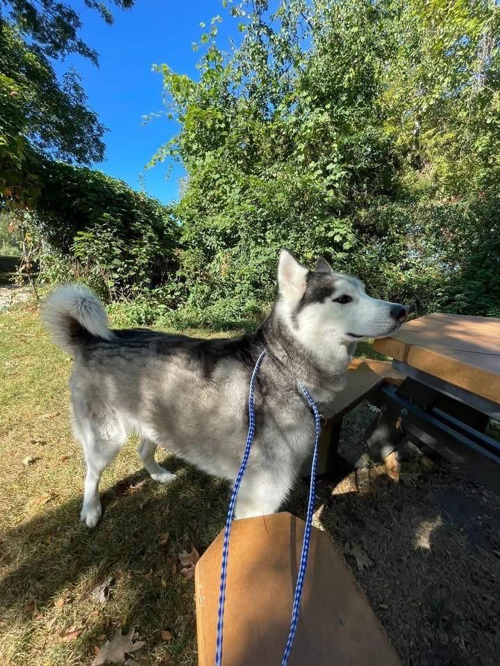 Bandit, a ADOPTABLE mixed breed in Waterford, MI image 4/5
