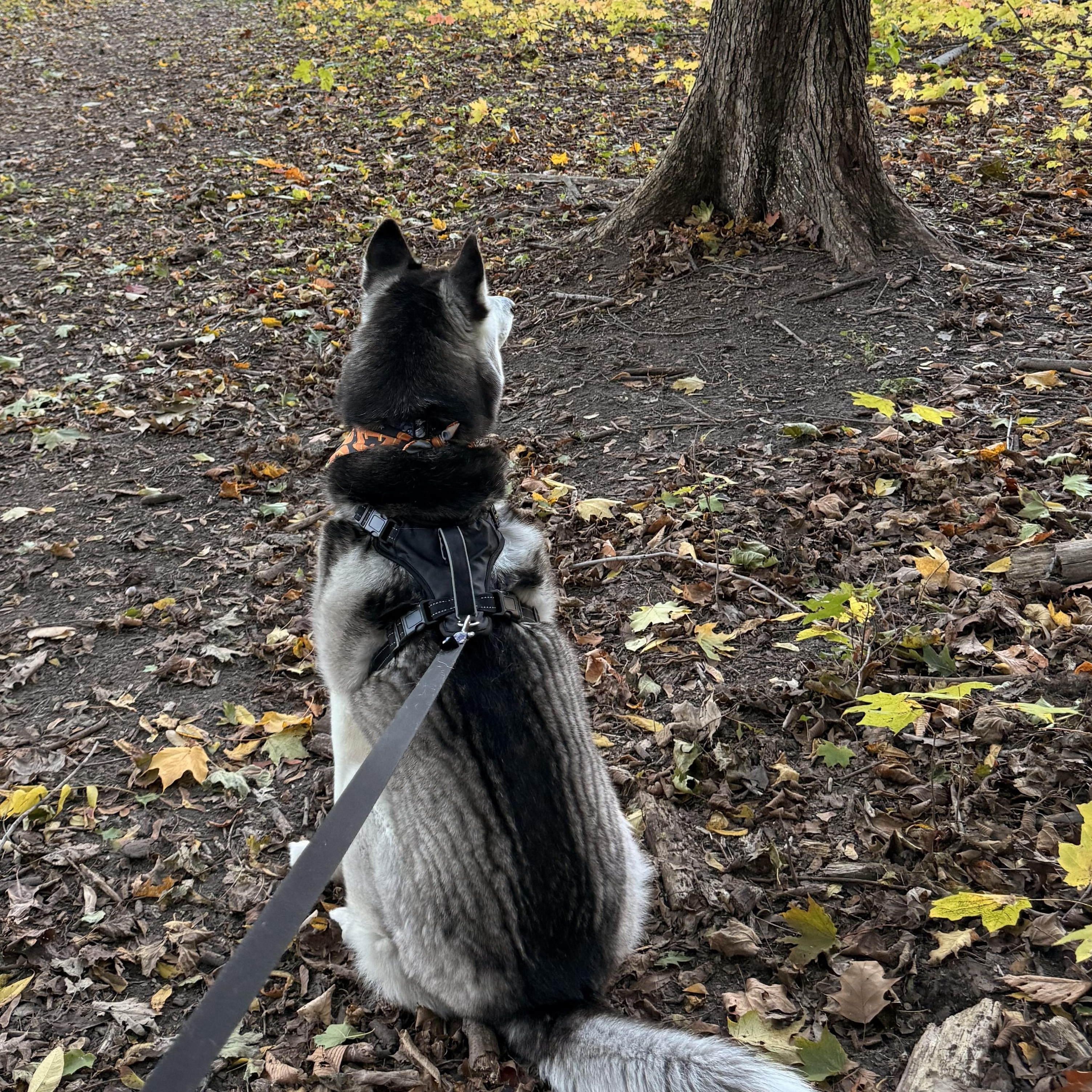 Bandit, a ADOPTABLE mixed breed in Waterford, MI image 5/5