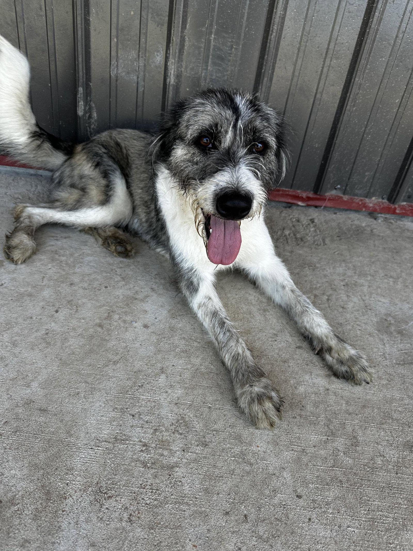 Standard Poodles for Adoption in Gray Summit, Missouri | Petfinder