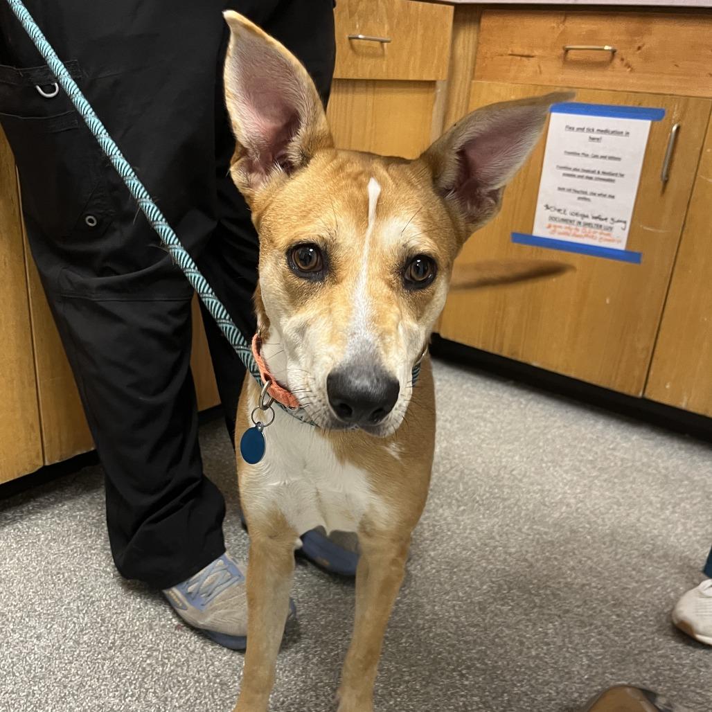 Enlarge Poppy, a Adoptable mixed breed in Durango, CO image 1/1