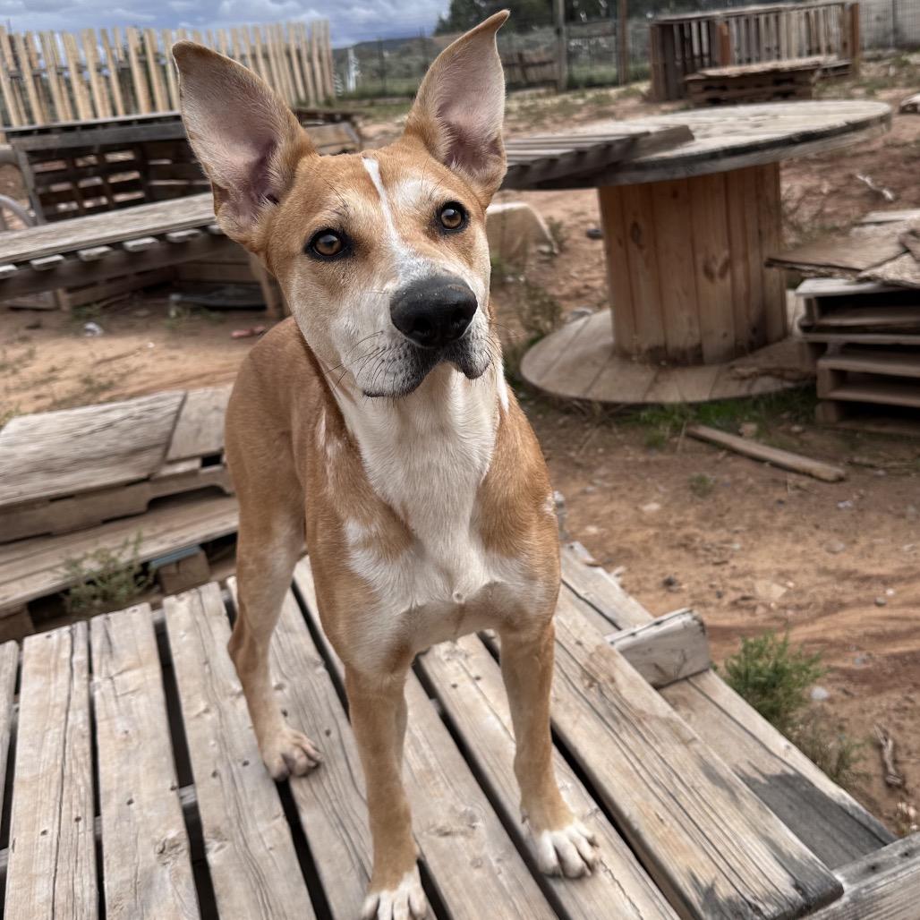 Poppy, Adoptable, Adult Female Husky & Shepherd.