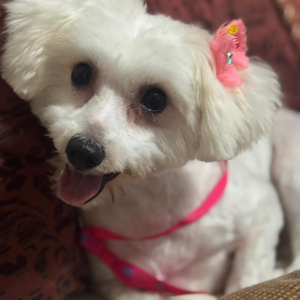 Luna, an adoptable Maltipoo in Miami, FL, 33144 | Photo Image 2