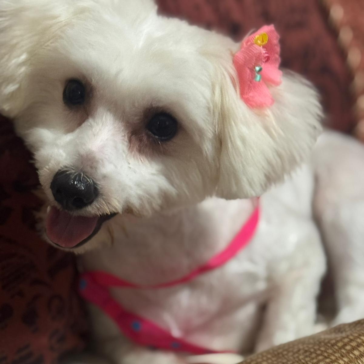 Luna, an adoptable Maltipoo in Miami, FL, 33144 | Photo Image 3