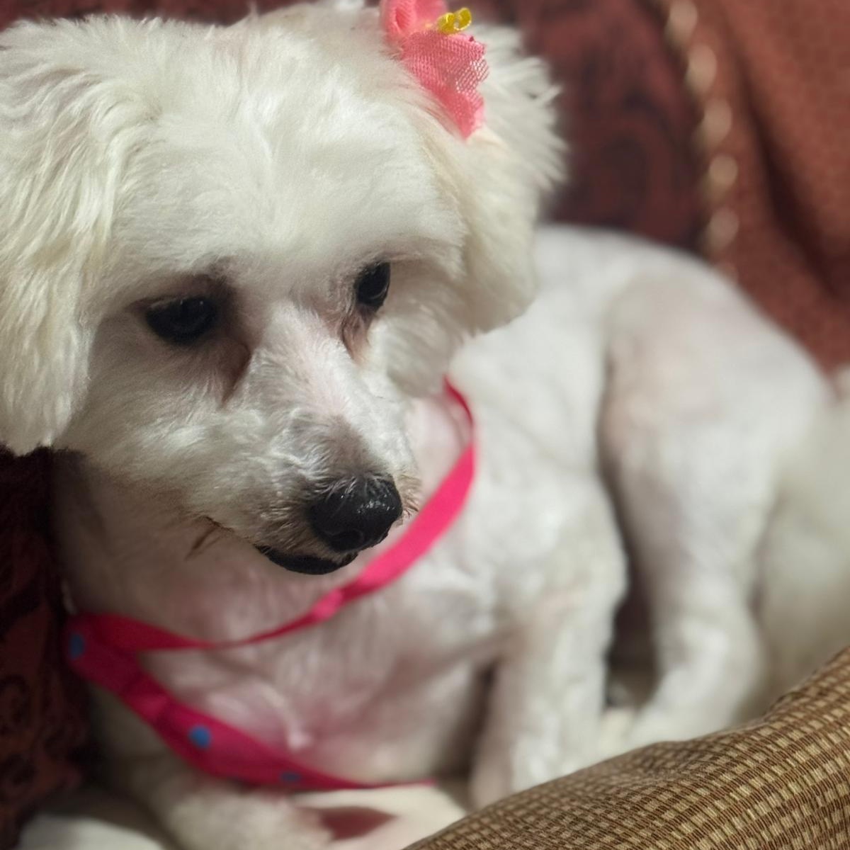 Luna, an adoptable Maltipoo in Miami, FL, 33144 | Photo Image 4