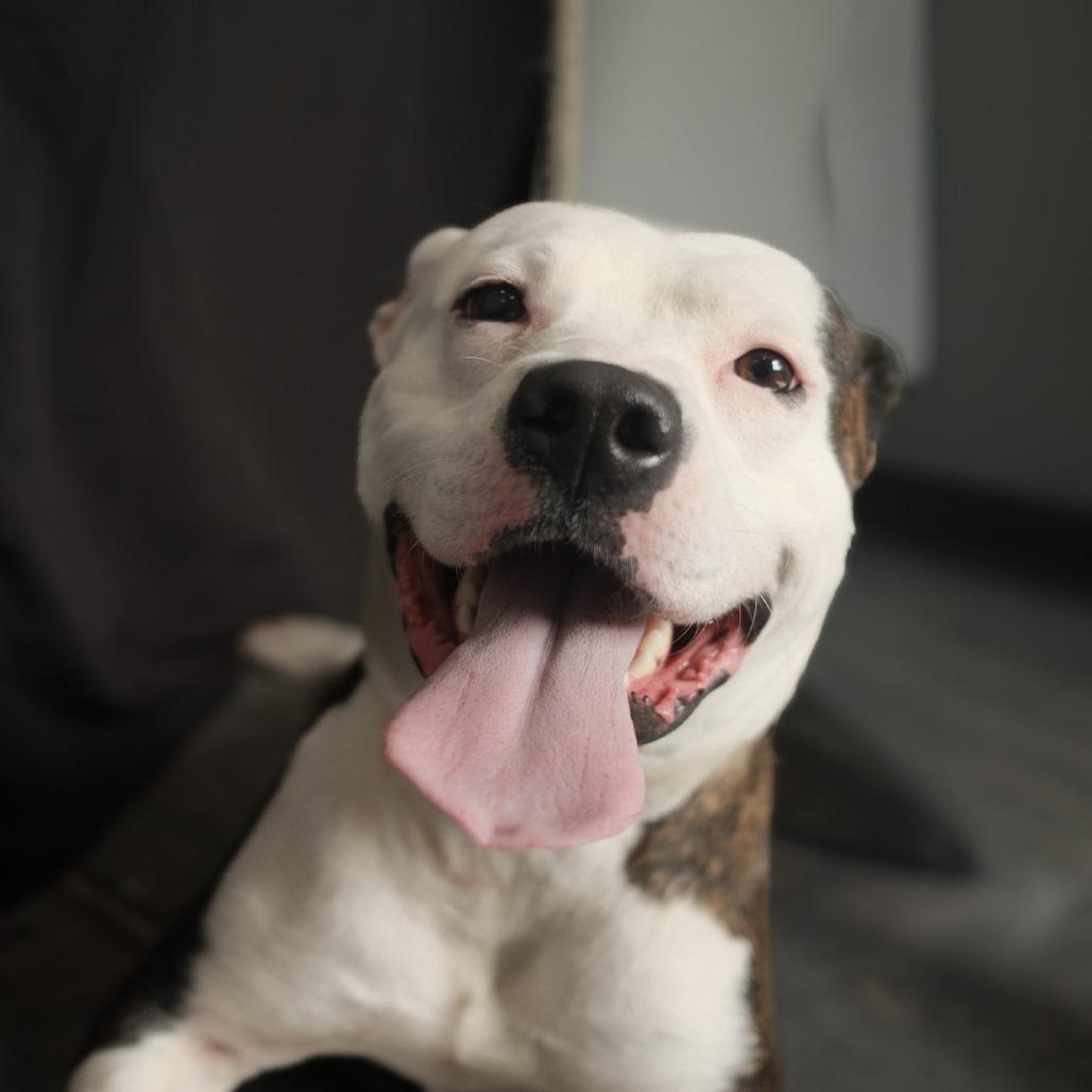 Stella, Adoptable, Young Female Mixed Breed.