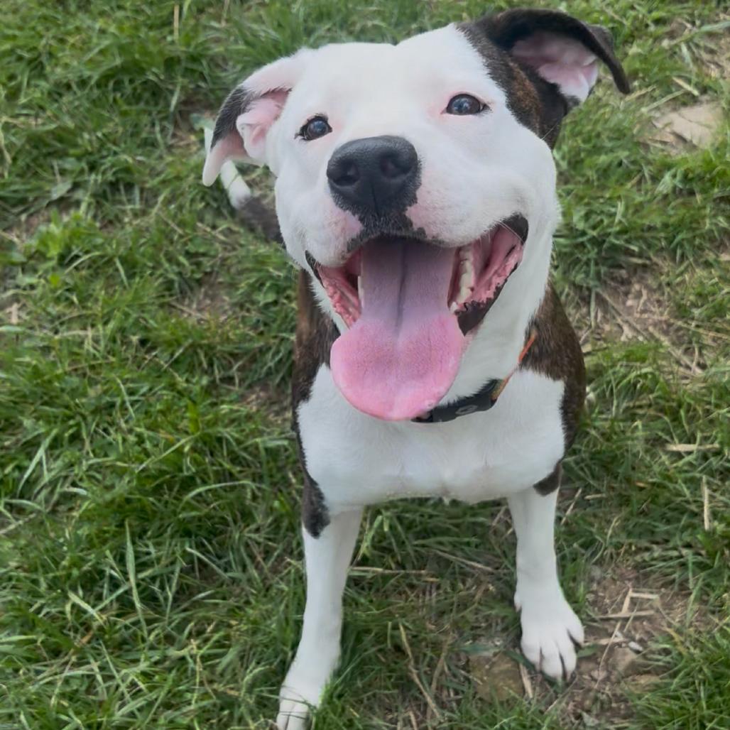 Enlarge Stella, a Adoptable Mixed Breed in Fairmont, WV image 2/2