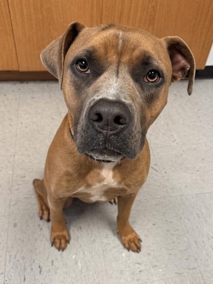 Jamel, an adopted mixed breed in Inverness, FL image 1/2