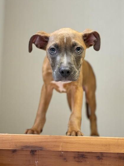 Jamel, an adopted mixed breed in Inverness, FL image 2/2