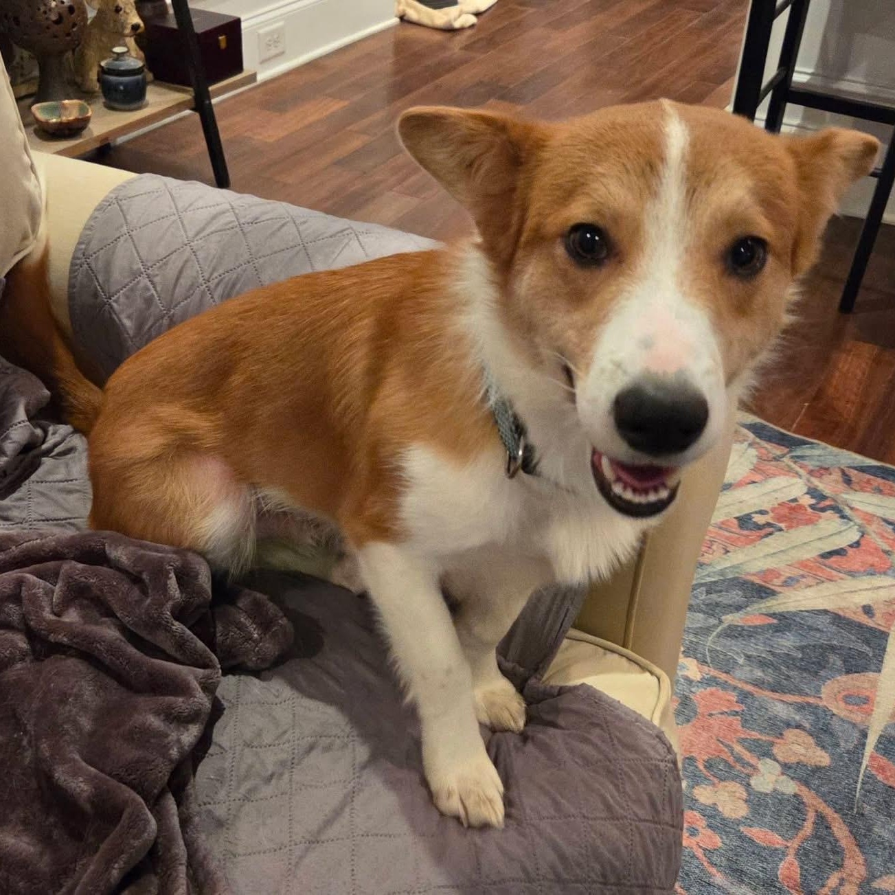 Ian, adopted, Young Male Shetland Sheepdog / Sheltie & Cardigan Welsh Corgi.
