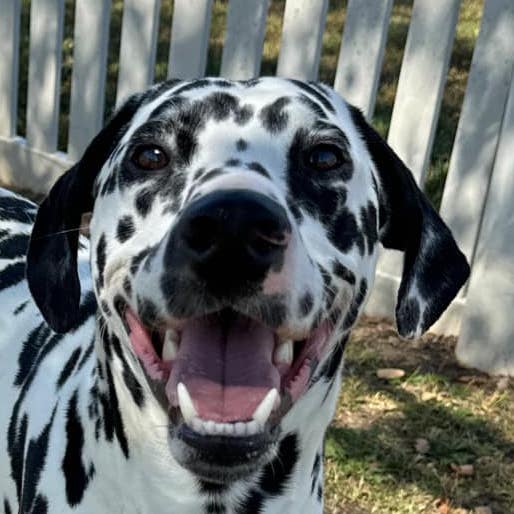 Egon, Young Male Dalmatian