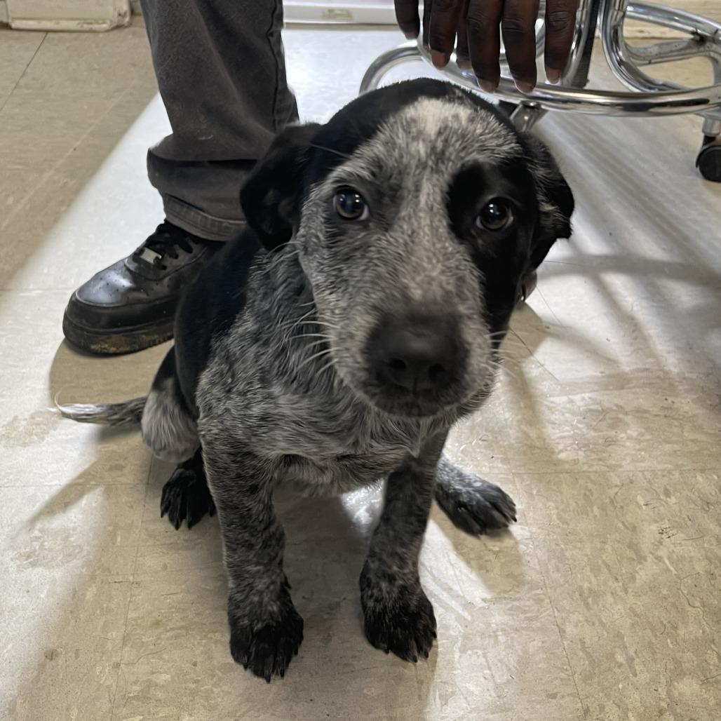 Rooster, Adoptable, Adult Male Australian Cattle Dog / Blue Heeler.