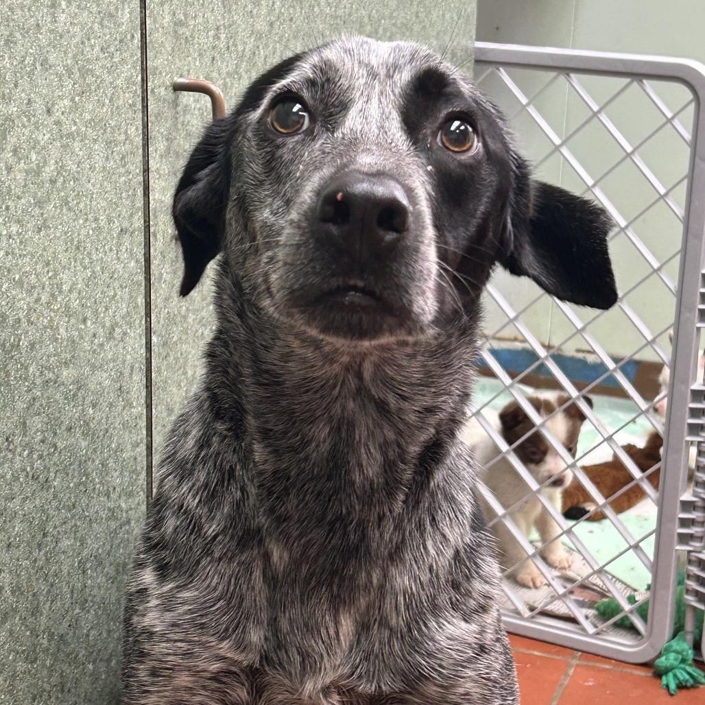 Rooster, a Adoptable Australian Cattle Dog / Blue Heeler in West Point, MS image 2/2