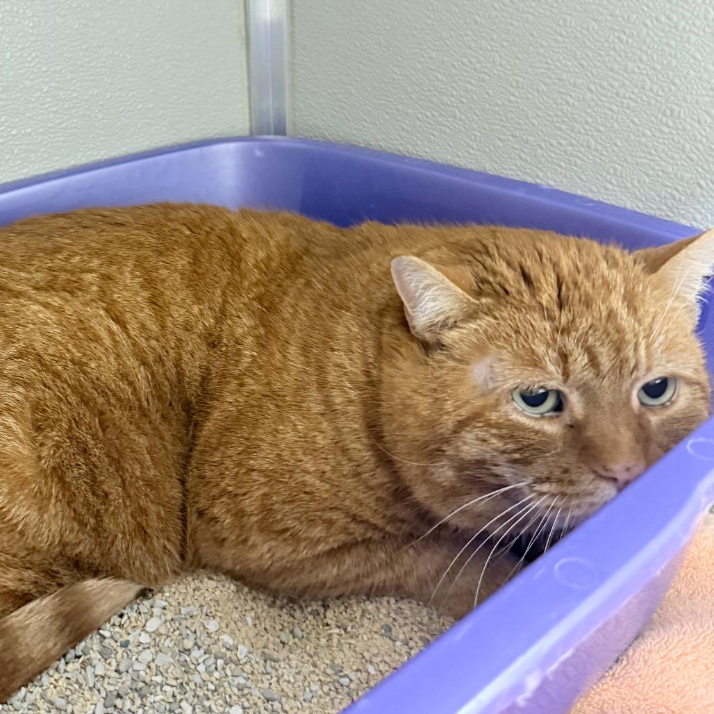 Enlarge Goldfish, a Adoptable Domestic Short Hair in Branford, CT image 1/1