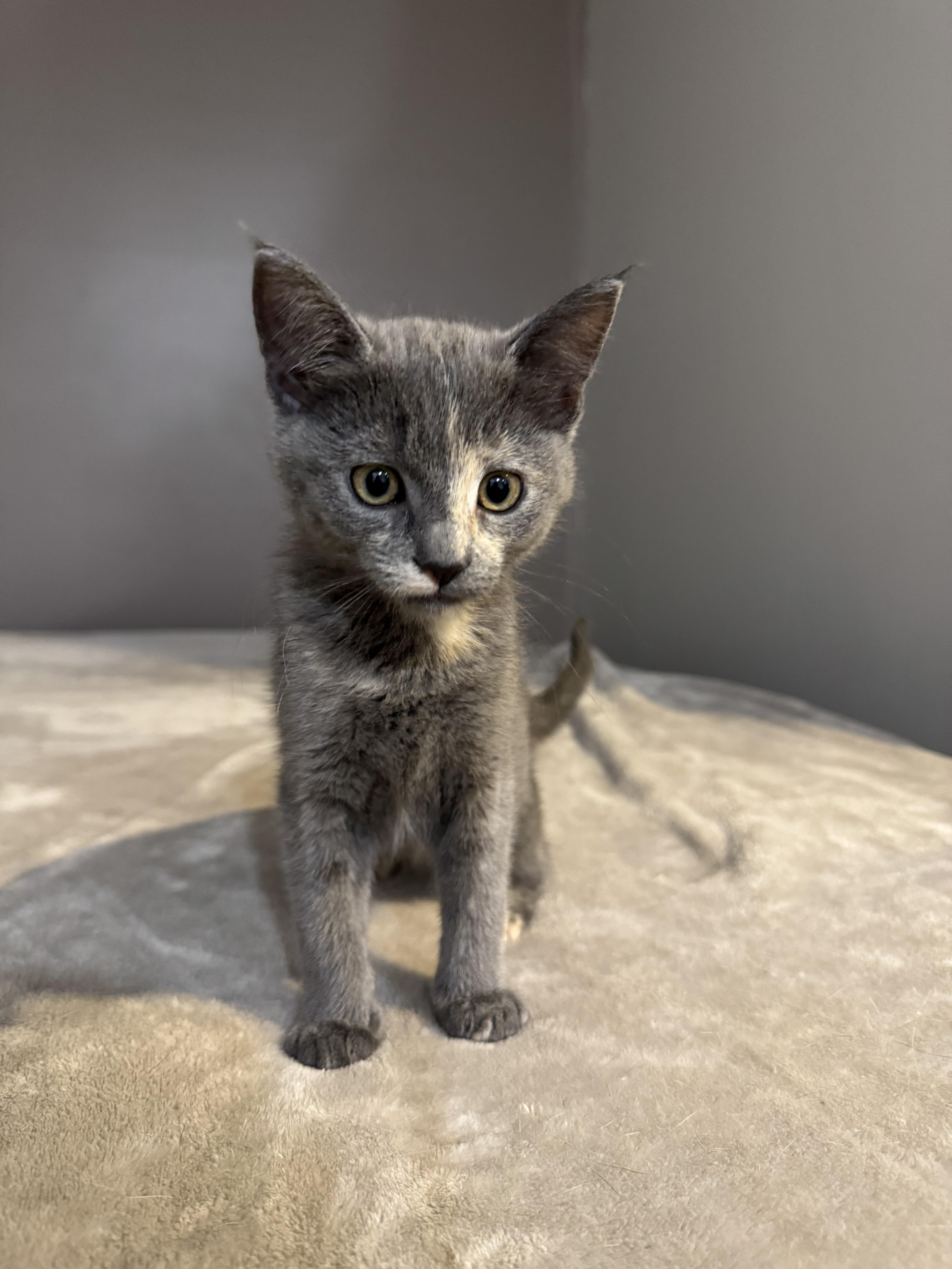 Enlarge Lorelai & Rory, a Adoptable Domestic Short Hair in Mechanicsville, MD image 6/6
