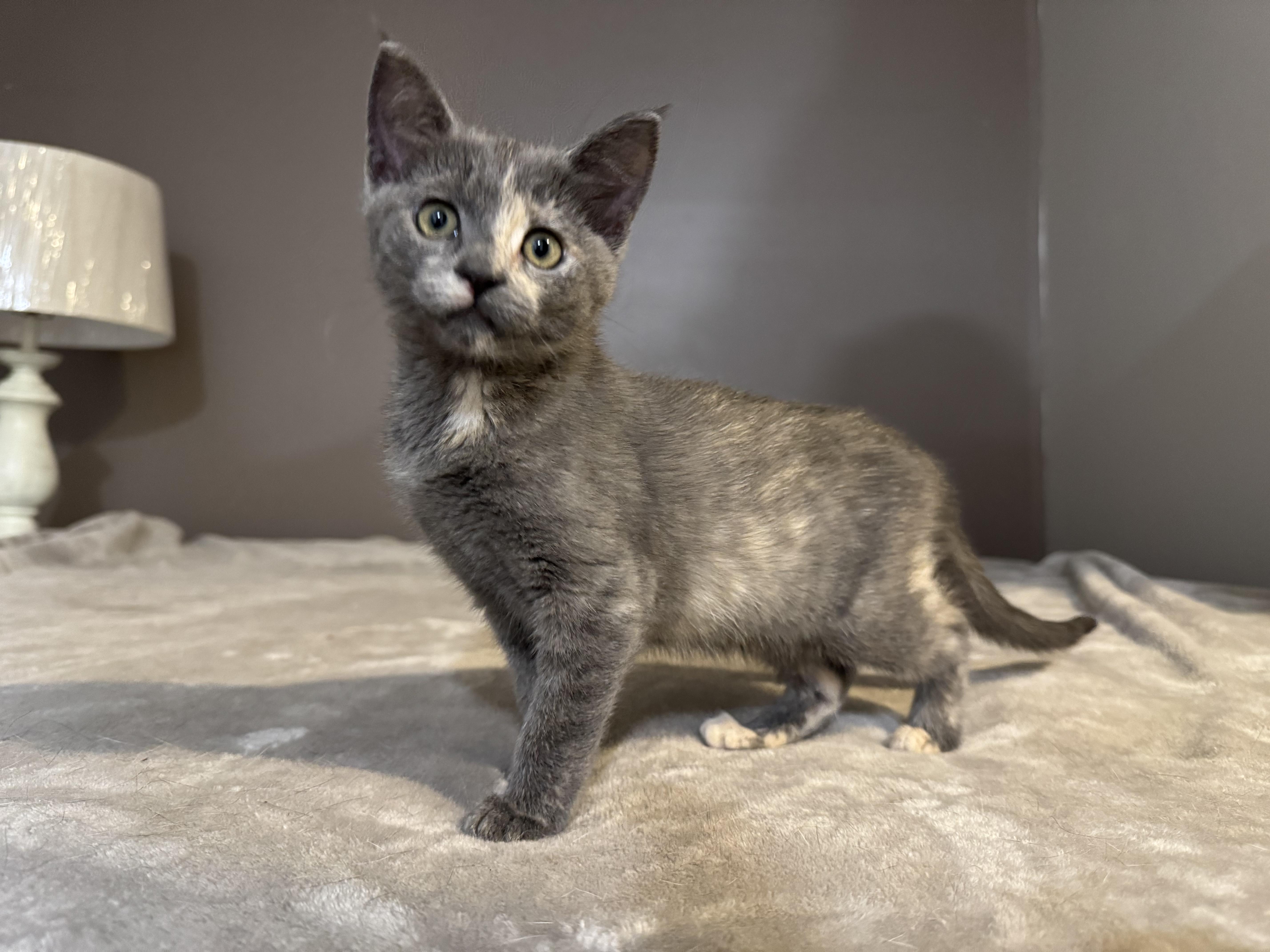 Enlarge Lorelai & Rory, a Adoptable Domestic Short Hair in Mechanicsville, MD image 1/6