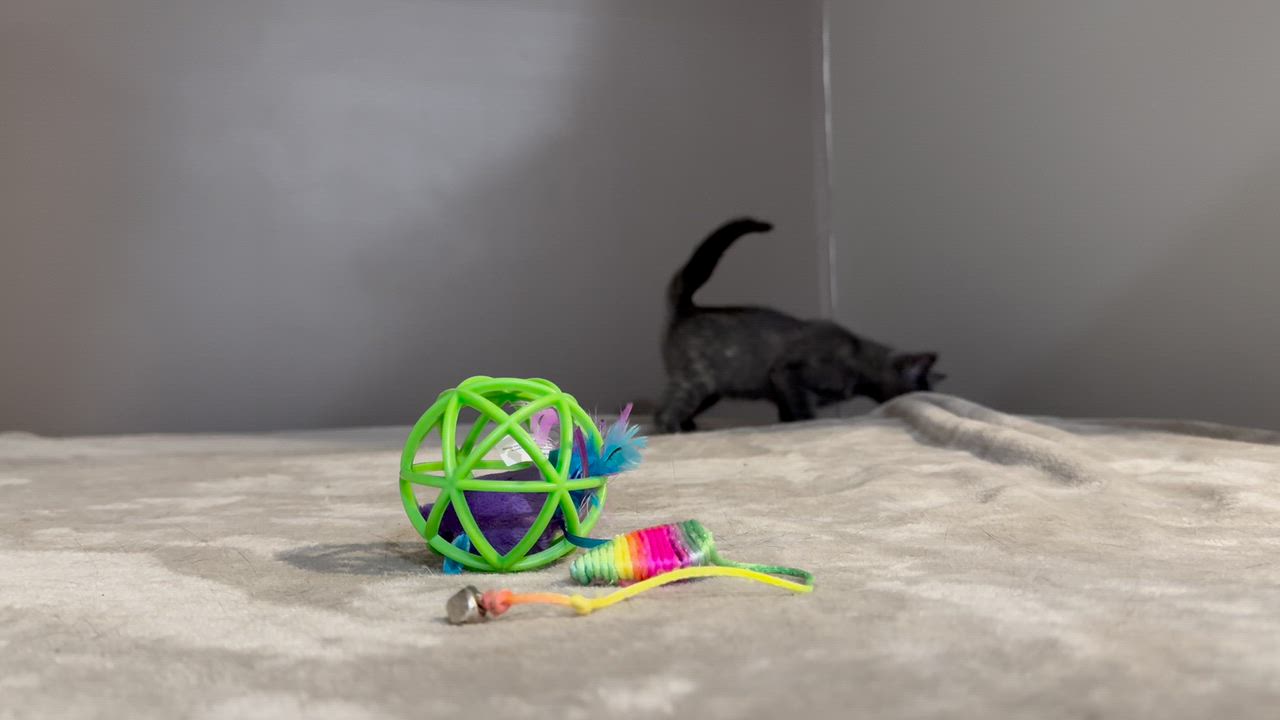 Enlarge Lorelai & Rory, a Adoptable Domestic Short Hair in Mechanicsville, MD video 3/6