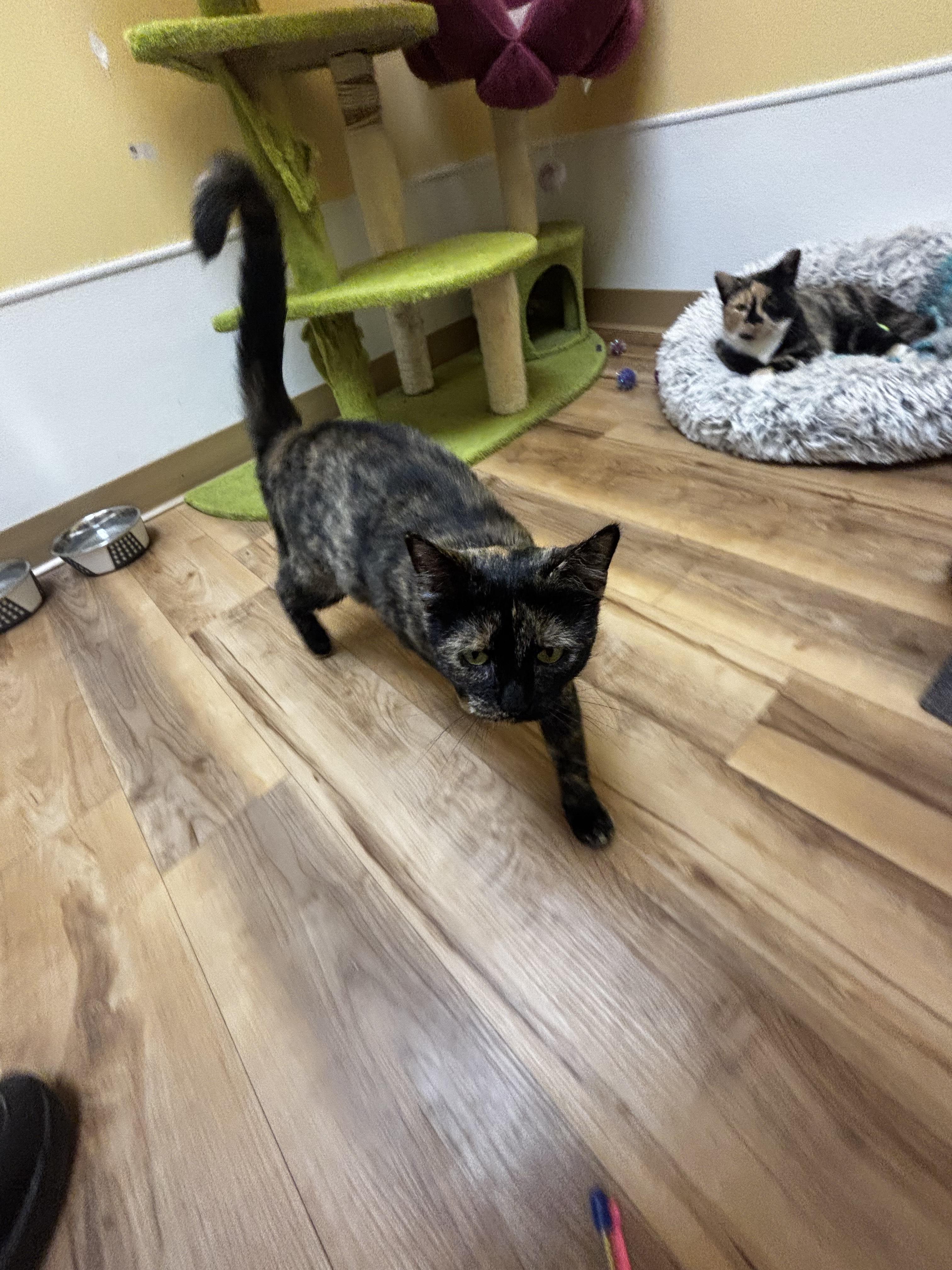 Lenora, a Adoptable Domestic Short Hair in Towanda, PA image 1/2