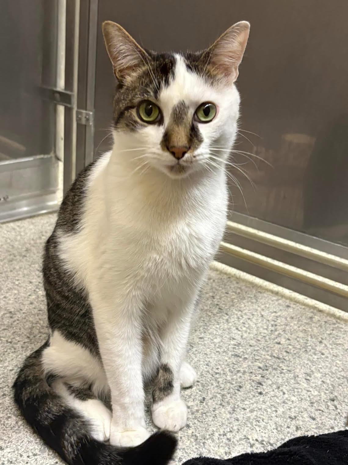 Alex, Young Male Domestic Short Hair