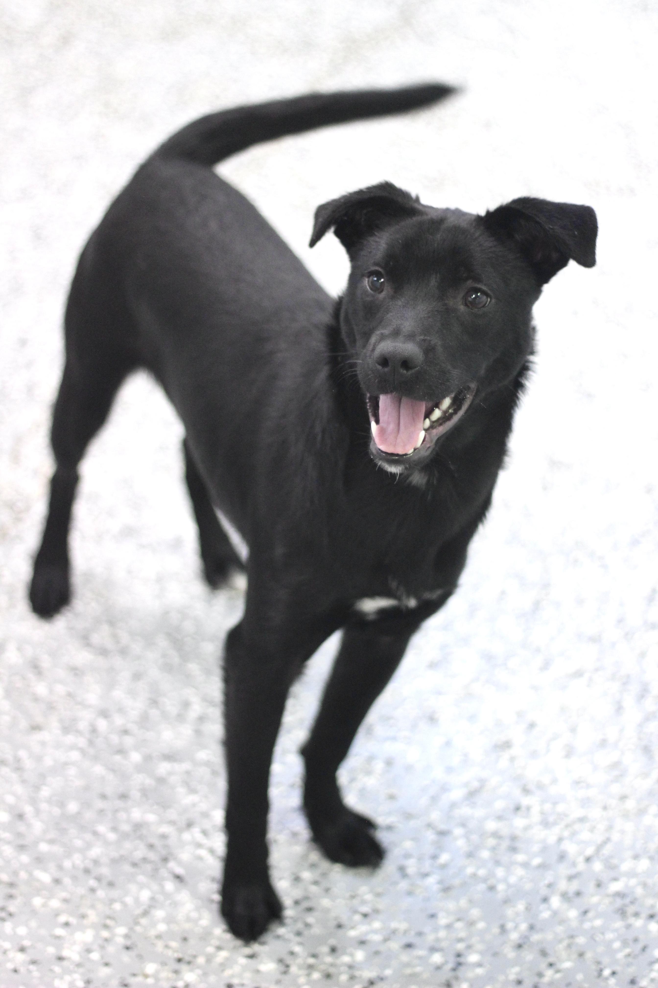 Light Foot in NH! Come Meet our Adoptable Dogs Wednesday-Saturday. More info in Bio!, adopted, Young Male Collie.