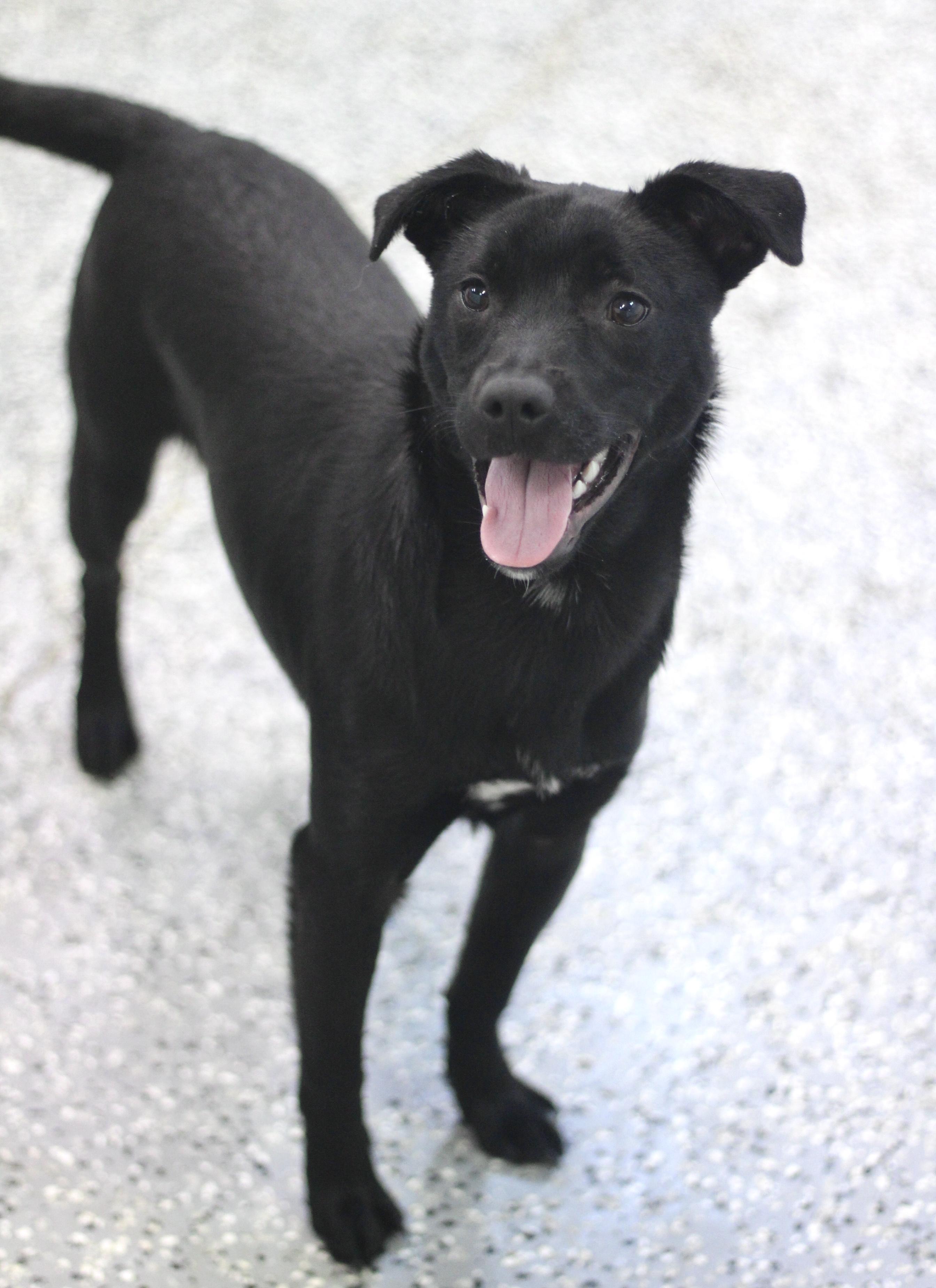 Enlarge Light Foot in NH! Come Meet our Adoptable Dogs Wednesday-Saturday. More info in Bio!, an adopted mixed breed in Manchester, NH image 2/2