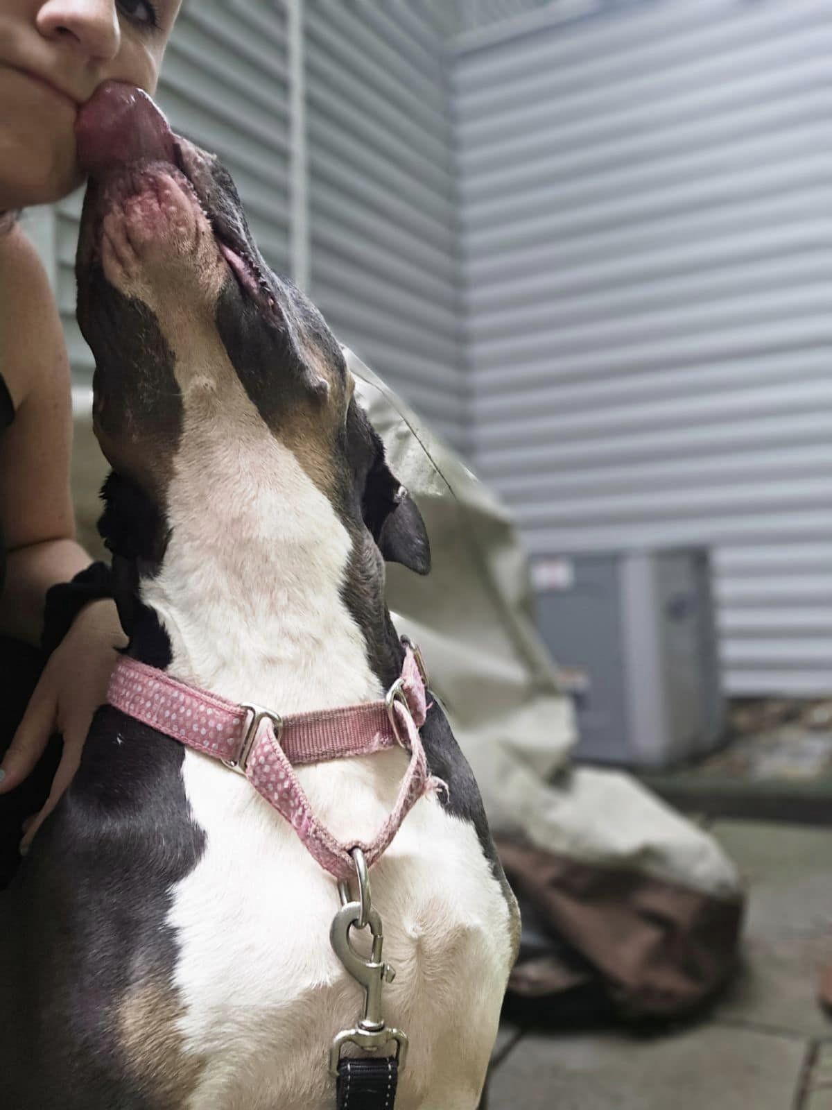 Gloria, Adoptable, Adult Female Pit Bull Terrier.