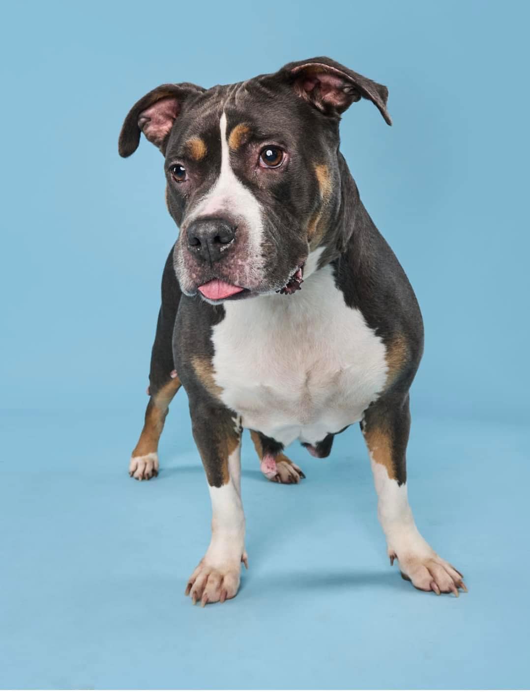 Enlarge Gloria, a Adoptable mixed breed in Torrington, CT image 2/6