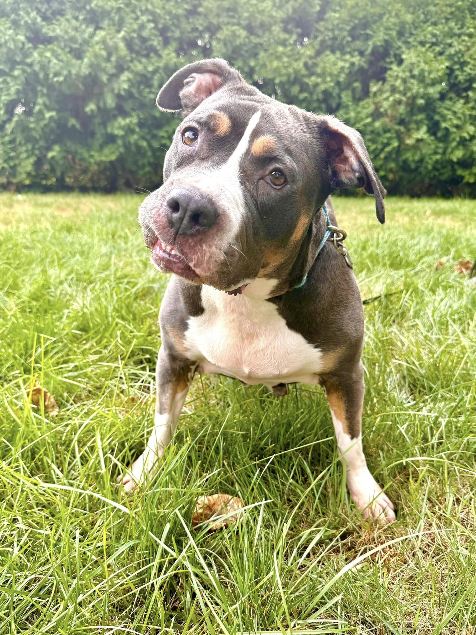 Enlarge Gloria, a Adoptable mixed breed in Torrington, CT image 3/6