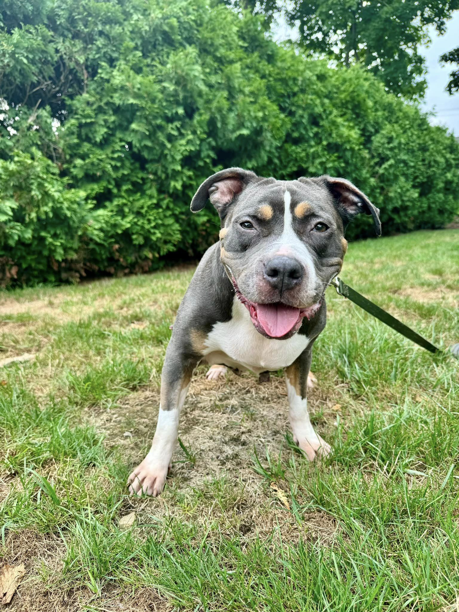 Enlarge Gloria, a Adoptable mixed breed in Torrington, CT image 4/6