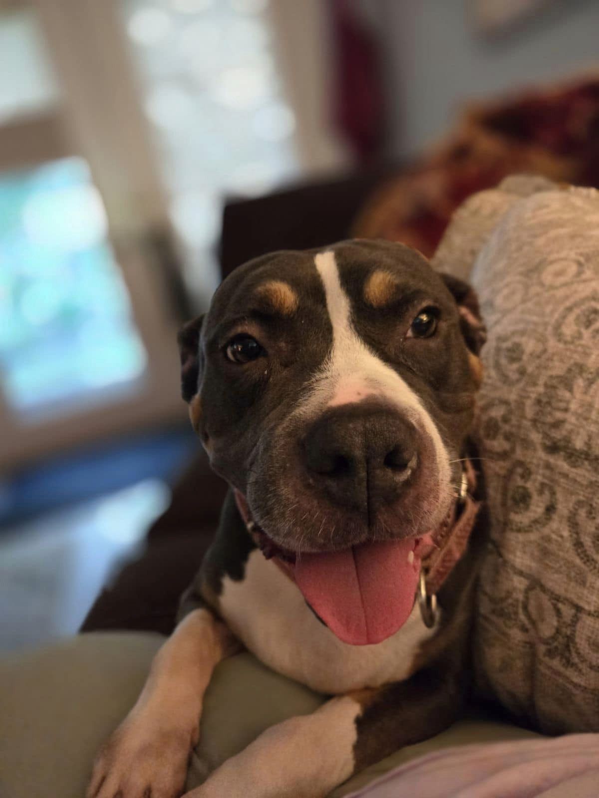 Enlarge Gloria, a Adoptable mixed breed in Torrington, CT image 5/6