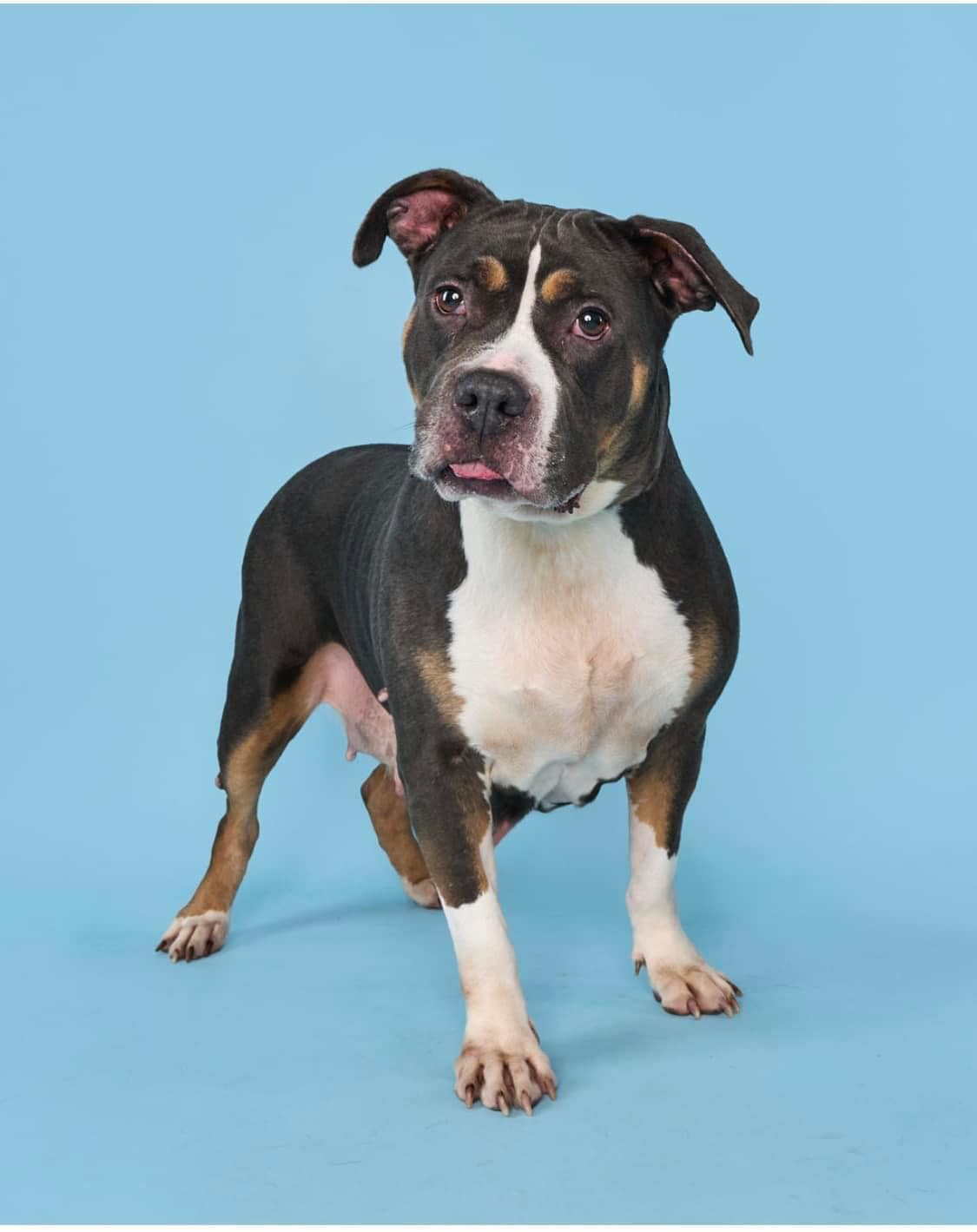 Enlarge Gloria, a Adoptable mixed breed in Torrington, CT image 6/6