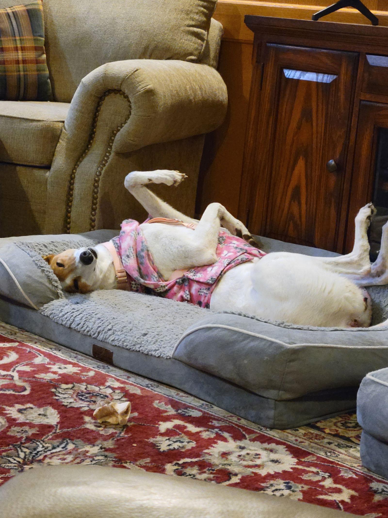 Enlarge Joy, a Adoptable Greyhound in Kansas City, MO image 2/3