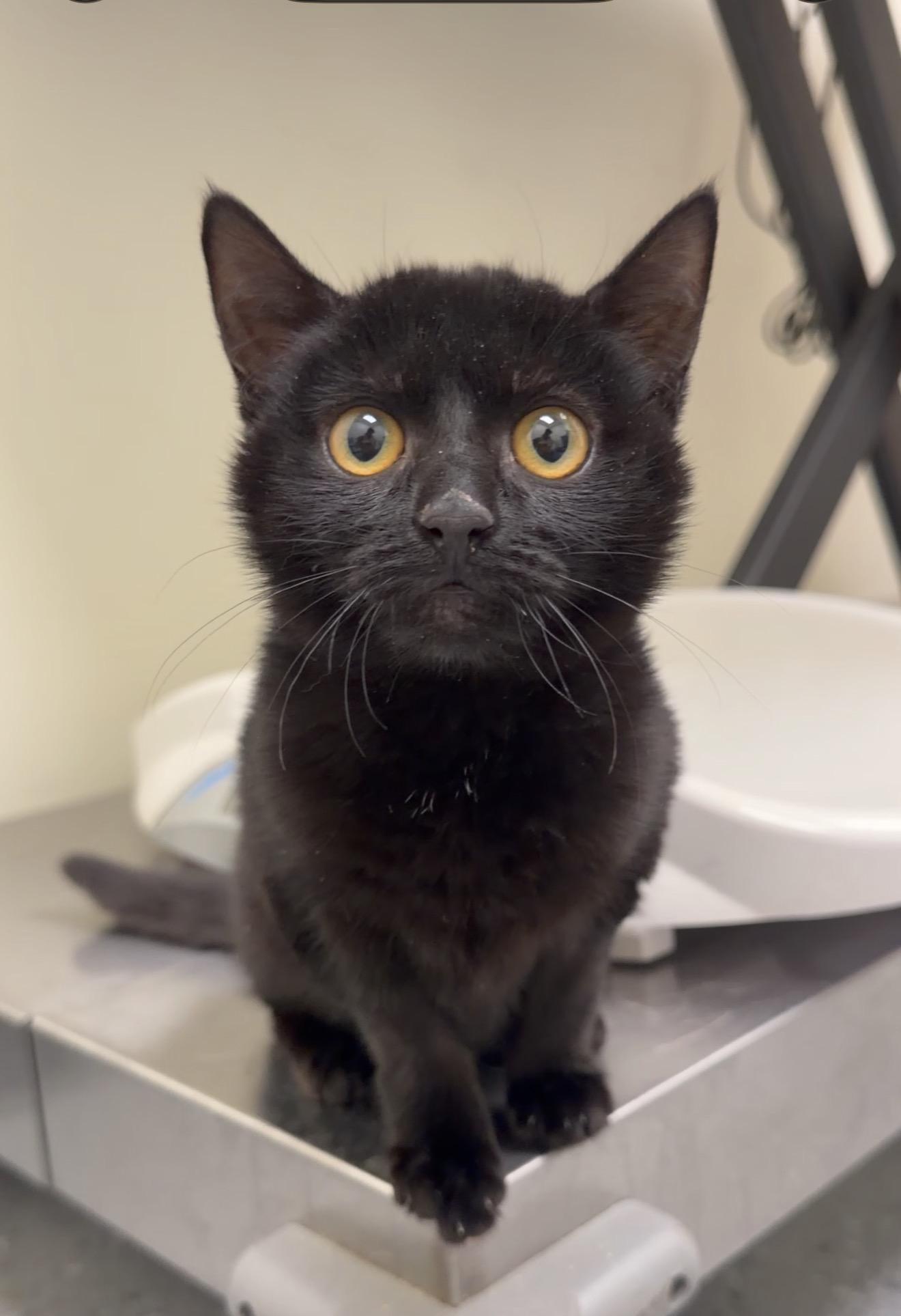 Pinecrest, ADOPTABLE, Kitten Female Domestic Short Hair.