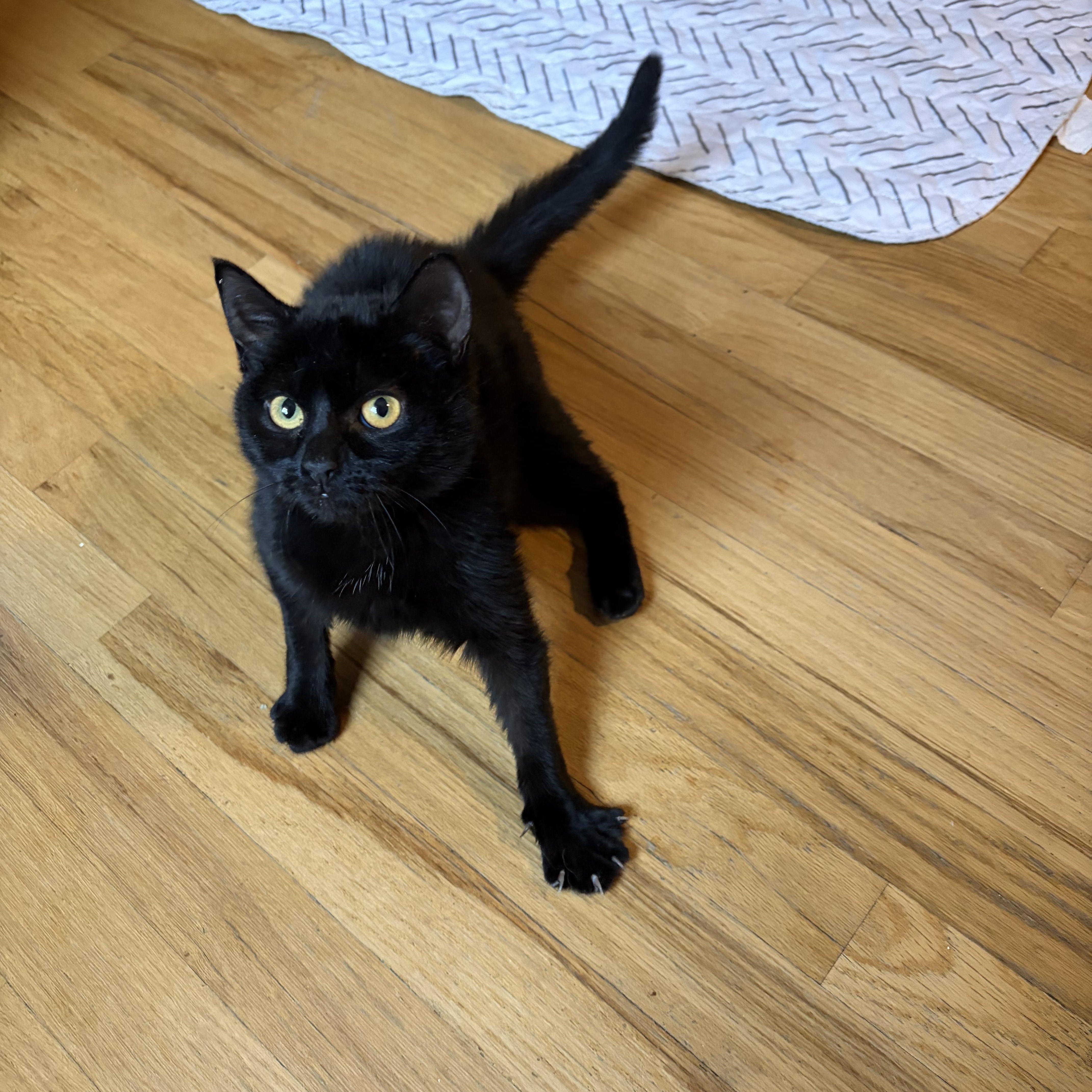 Enlarge Pinecrest, a ADOPTABLE Domestic Short Hair in Brooklyn, NY image 2/3